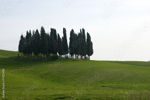 tuscany green fields