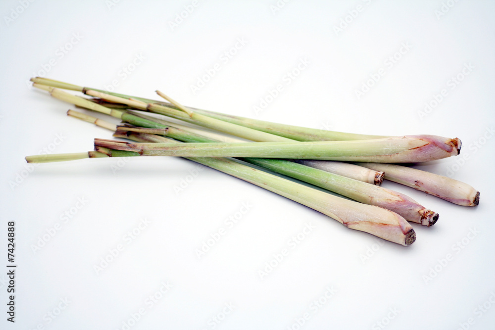 Zitronengras Zitronengras