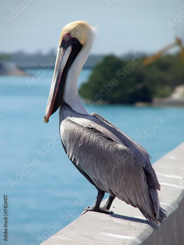 Pelican on bridge - Florida Ketys