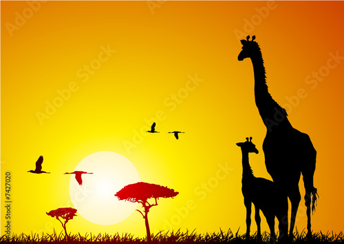 canvas print motiv - UBE : Giraffe and pup at sunset