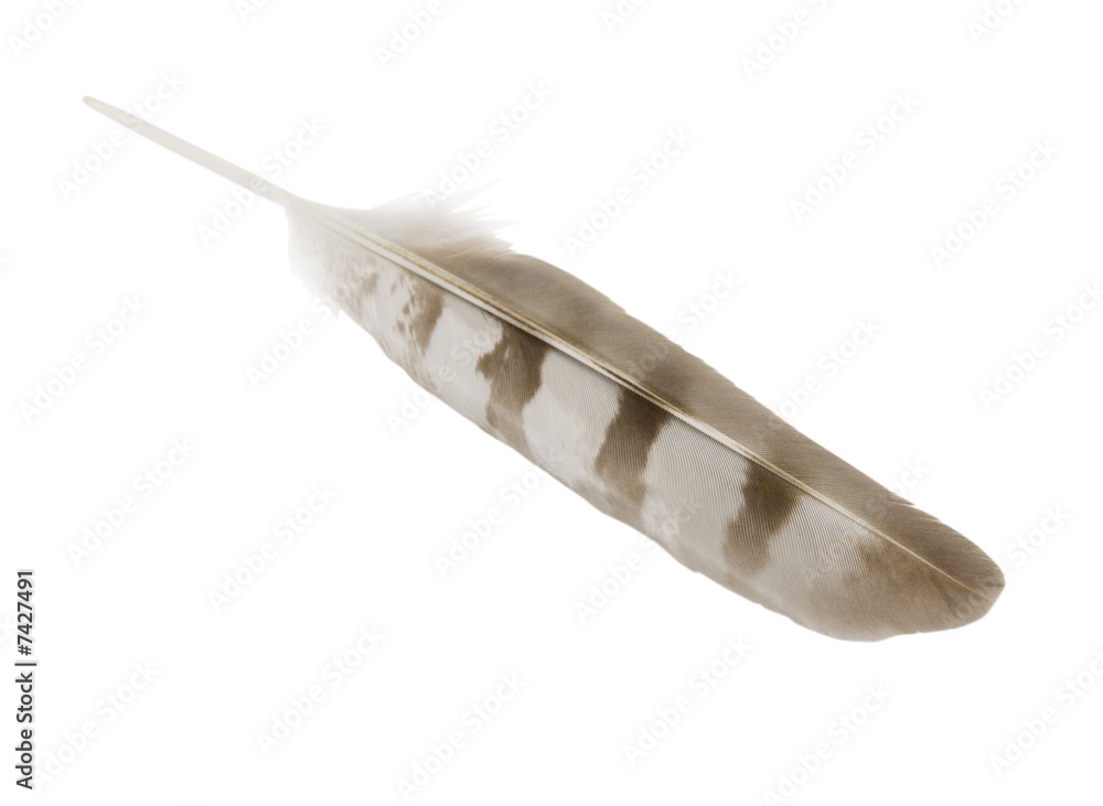 Hawk Feather II Hawk Feather II