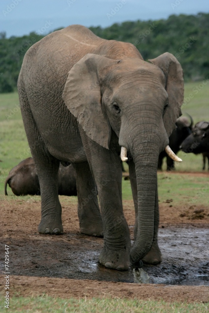 African Elephant and Buffalo