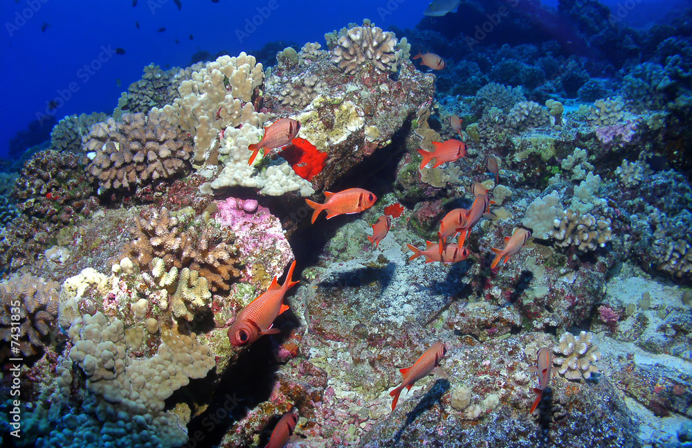 Black Bar Soldier Fish