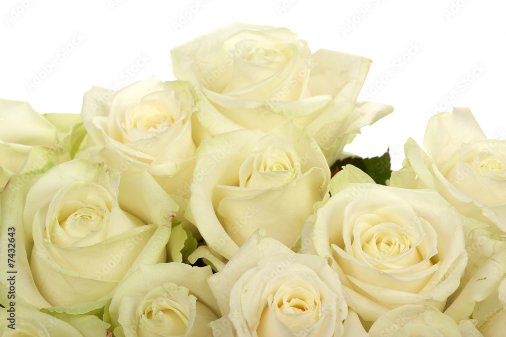 bouquet of white roses close