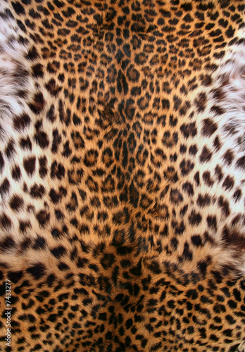 Skin of the leopard