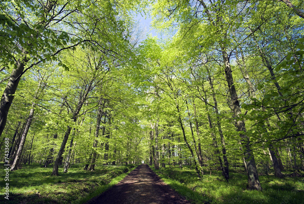 Springtime in a Danish forest 