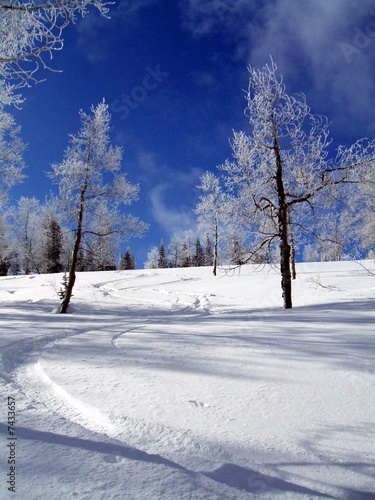 ski tracks between the trees © Jenny Thompson