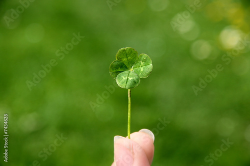 Four-leaf lucky clover