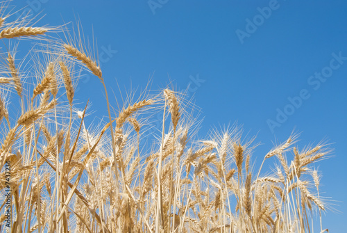 Wheat on a field