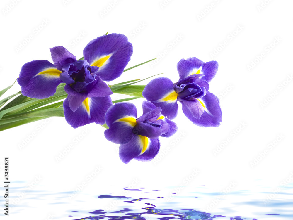 Fototapeta premium iris, isolated on white background