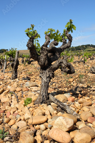 Vine in the French Provence
