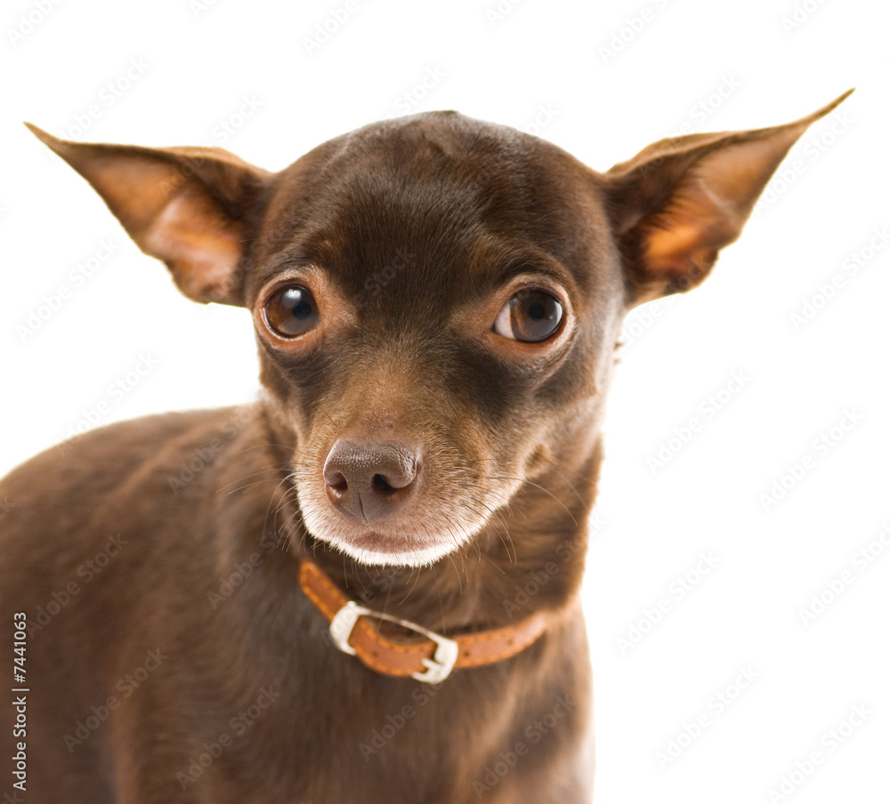 Toy terrier isolated on white background