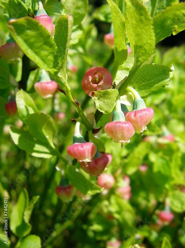 Schwarzbeerenblüte photo