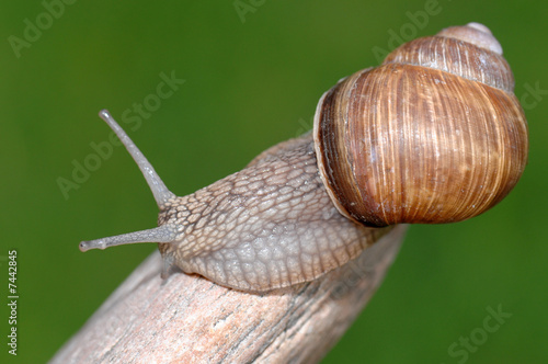 Snail