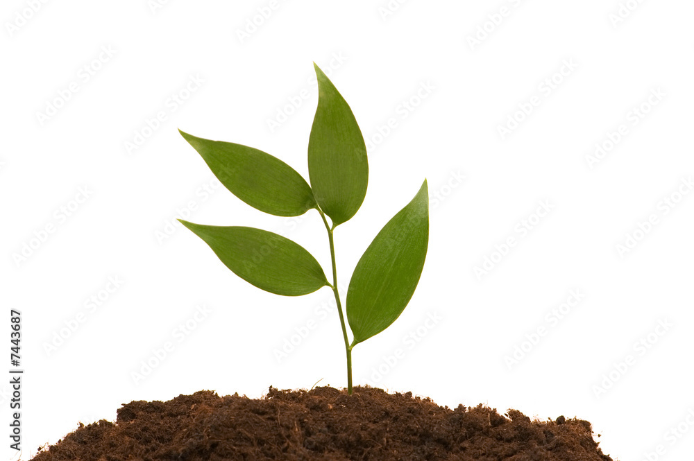 Green seedling illustrating the concept of new life Green seedling illustrating the concept of new life