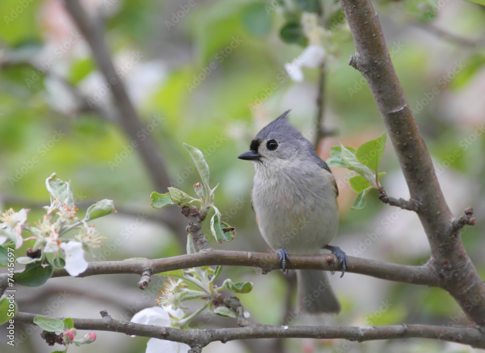 Tufted Titmouse (baeolophus bicolor) in an apple tree Tufted Titmouse (baeolophus bicolor) in an apple tree