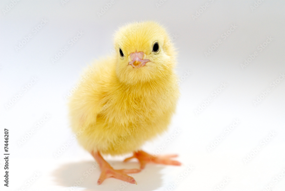 A Chicks Pose