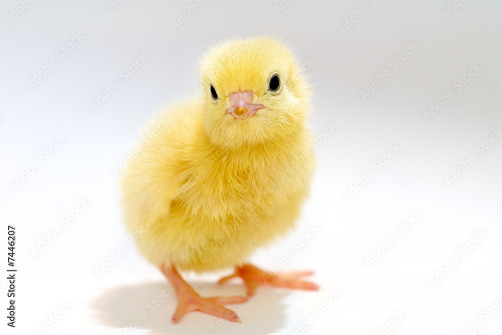 A Chicks Pose A Chicks Pose