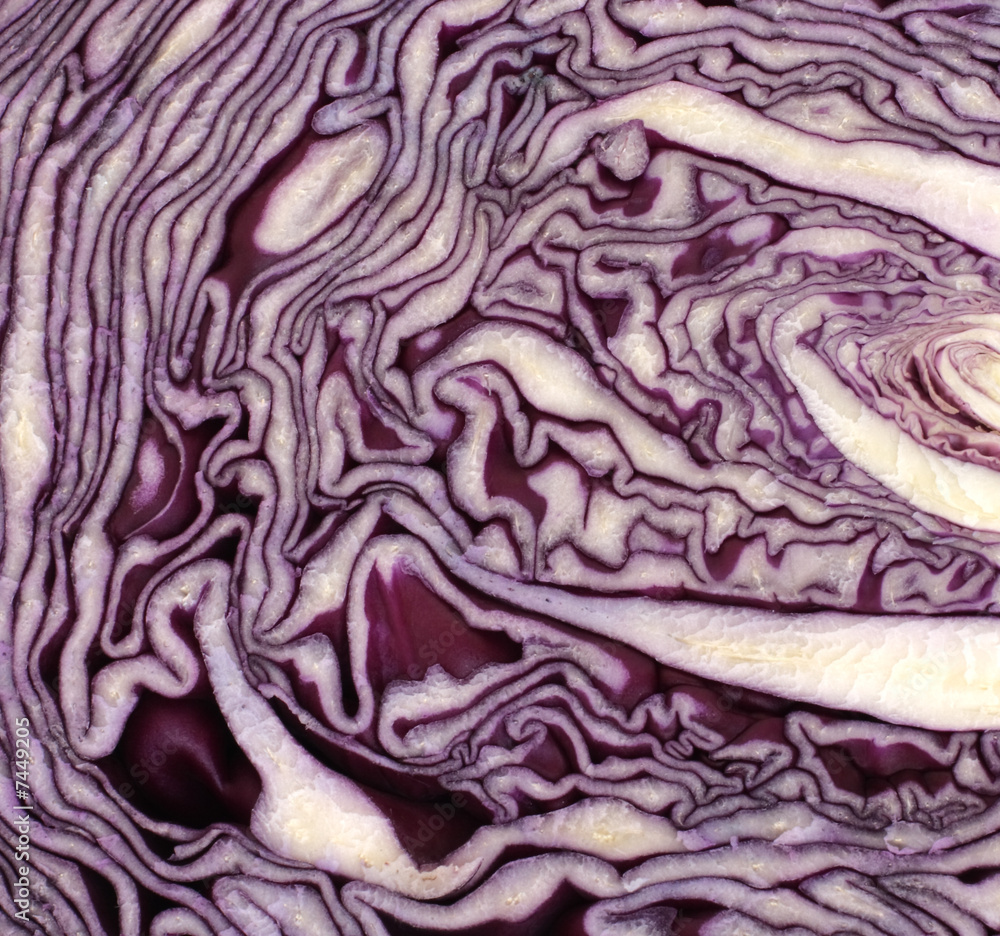 Cabbage macro Cabbage macro