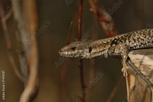 Lézard