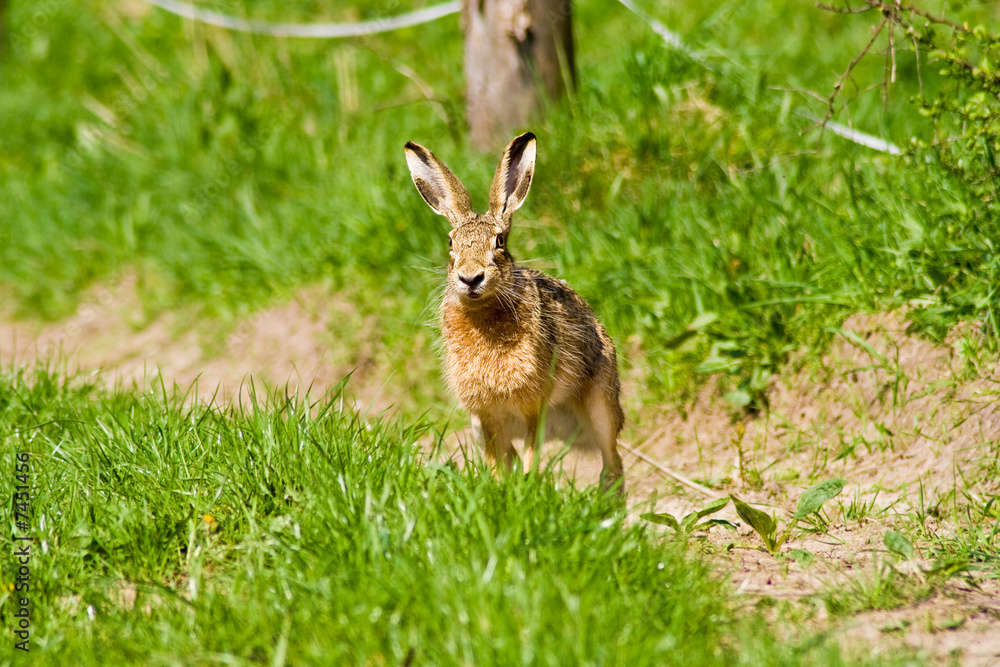 Fototapeta premium Meister Lampe