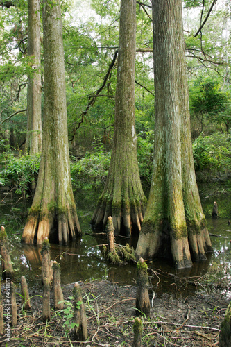 Bald Cypress Swamp