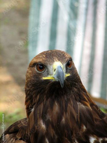 Golden Eagle