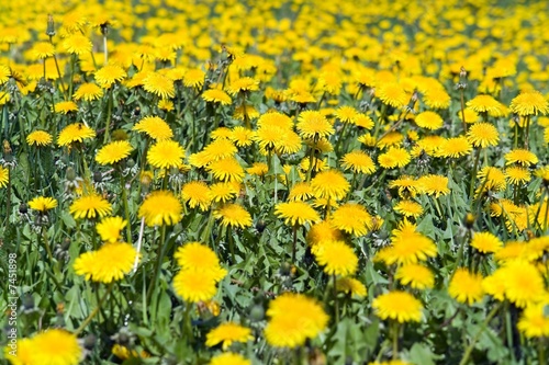 yellow meadow with dandelions