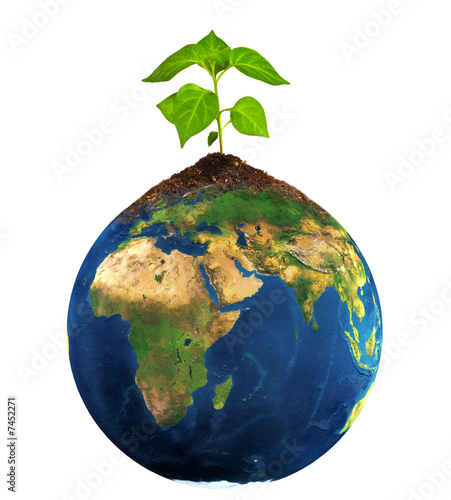 plant grow on earth photo