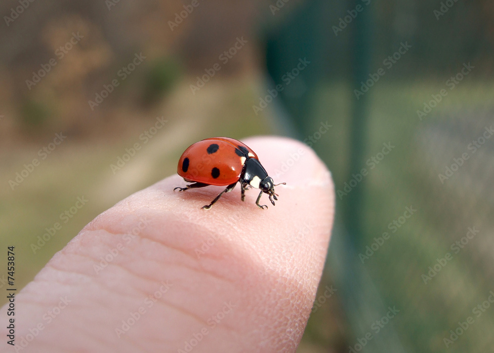 Marienkäfer auf Finger Marienkäfer auf Finger