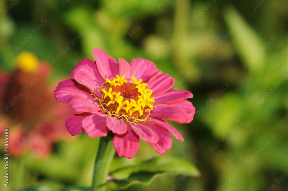 Flower in the evening light. Flower in the evening light.