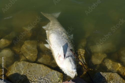 Dead Fish