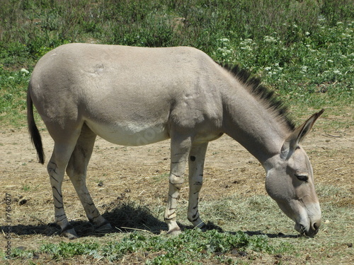 équidé