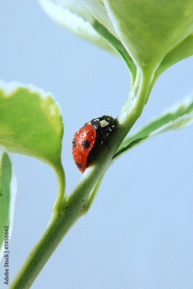 Fototapeta premium Ladybird and water drops