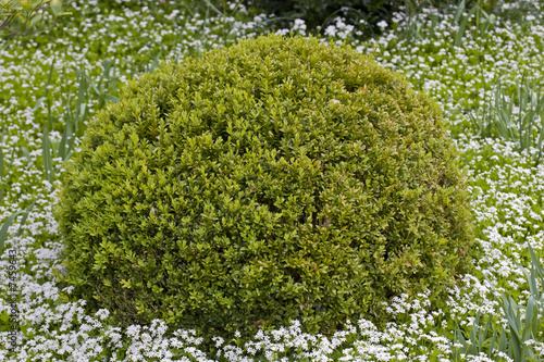 buisson dans un jardin