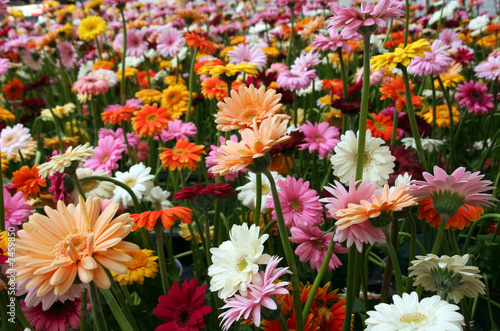 parterre de marguerite