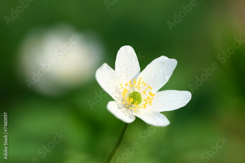 spring windflower