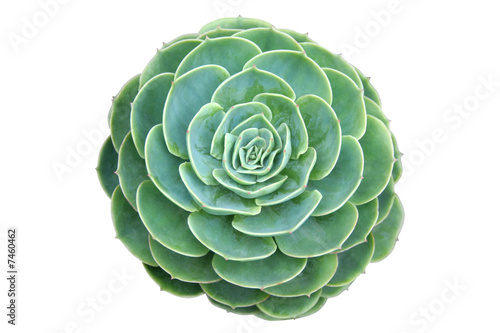 Aeonium isolated on white background photo