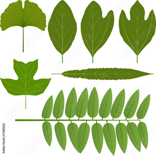 Vector leaves - gingko, sassafras, poplar, locust and willow photo