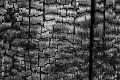 Wallpaper Mural The burned down tree Torontodigital.ca