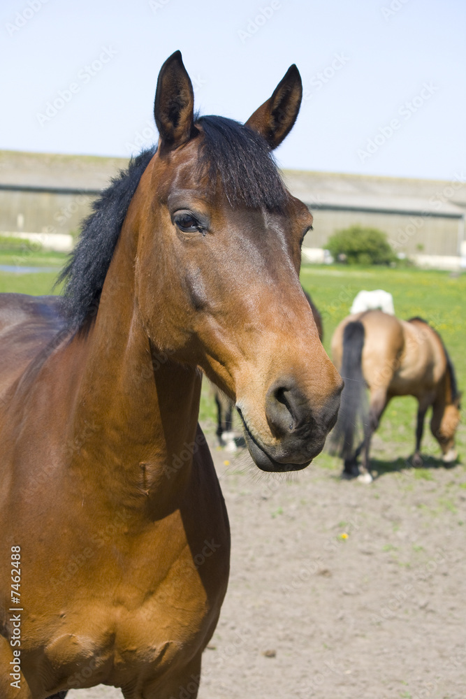 Obraz premium Pferde