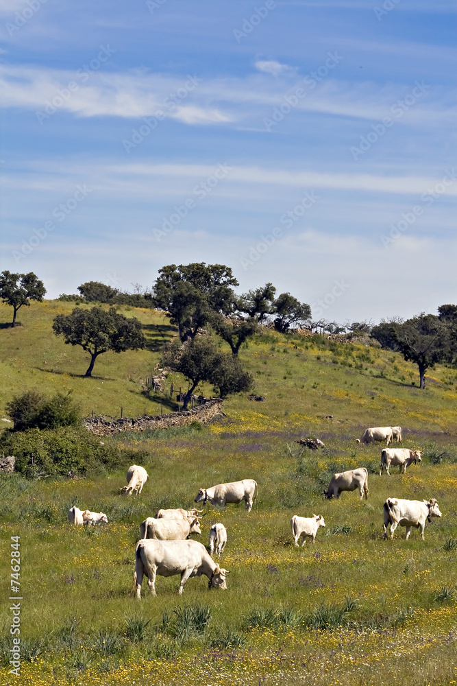 Obraz premium Landscape with cows