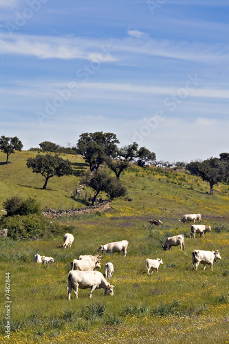 Landscape with cows
