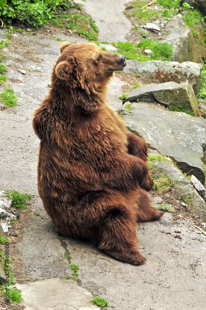 Fototapeta premium Brown bear