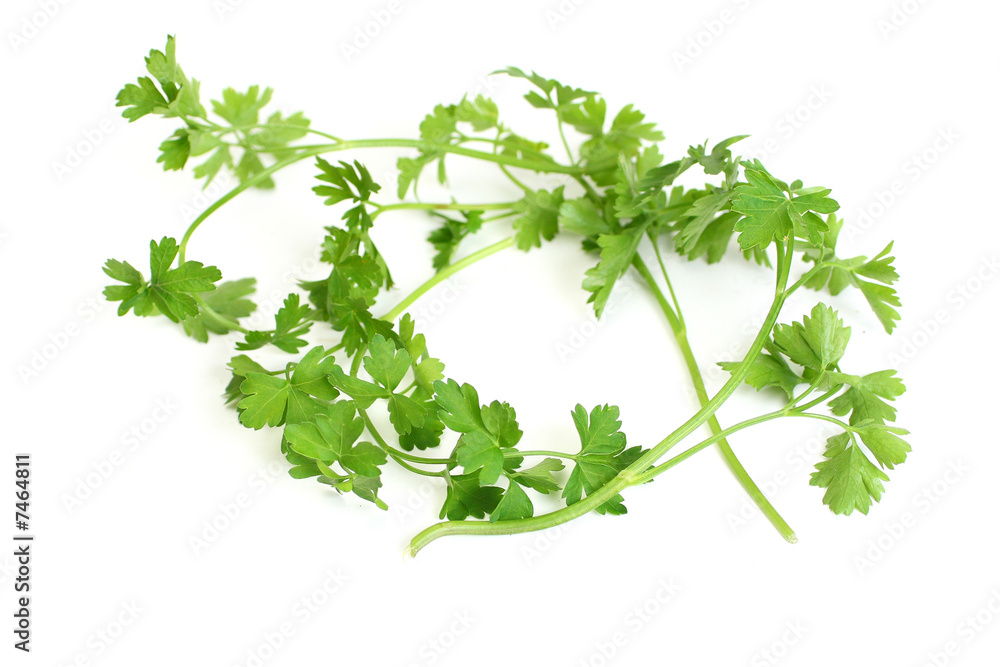 Parsley Parsley