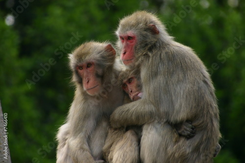 Affenfamilie