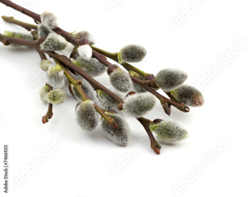 willow catkins; early spring salix flowers