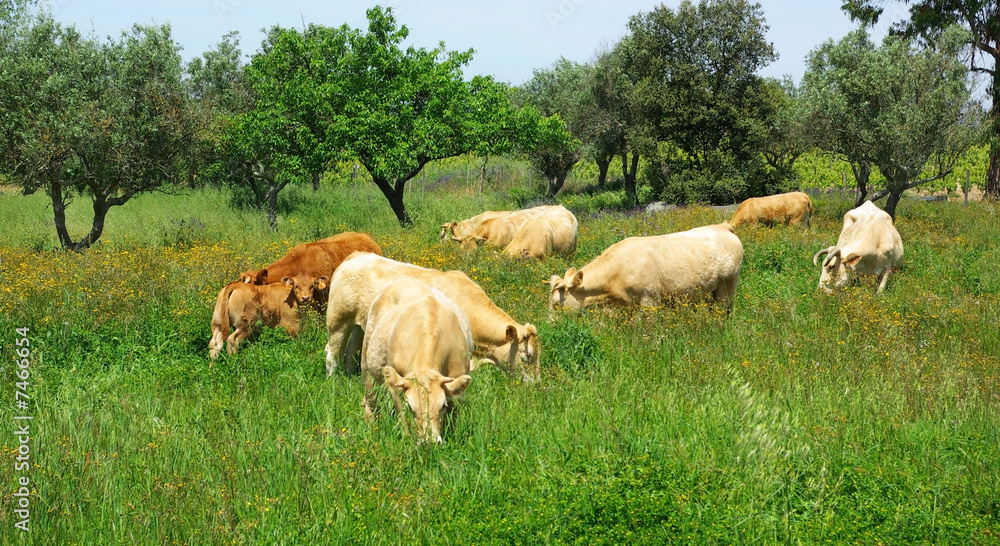 Fototapeta premium The cows in the green field.