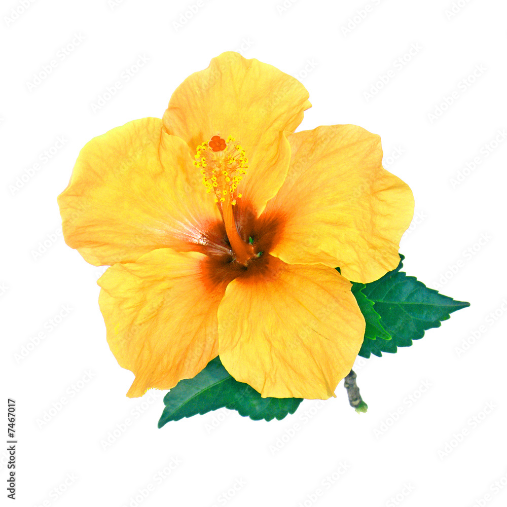 Obraz premium hibiscus jaune
