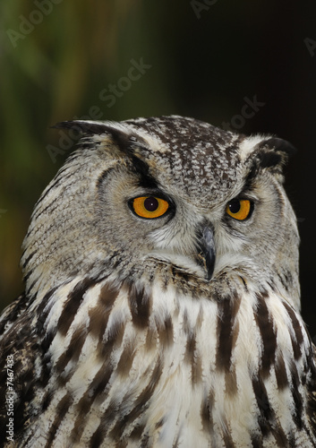 Eurasian eagle owl © Stas